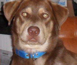 clifford